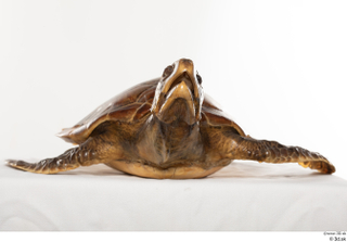 Turtle 8 head whole body 0001.jpg